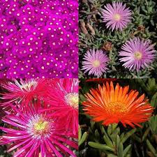 Image result for Lampranthus spp.