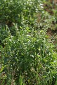 Image result for Ocimum americanum