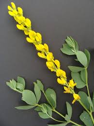 Image result for Indigofera fulvopilosa