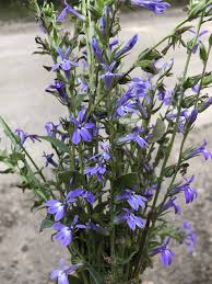 Image result for Lobelia lobata