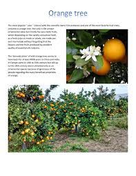 The other piece of bald cypress information to keep in mind involves their longevity. Orange Tree By Nasia2016 Issuu