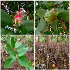 Image result for Sonneratiaceae