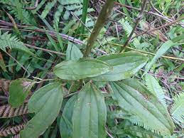 Daun merupakan bagian tumbuhan yang tumbuh dari batang, umumnya berbentuk tipis dan berwarna hijau.warna hijau tersebut disebabkan adanya klorofil pada daun. Gadung Makanan Potensial Saat Survival Kompasiana Com