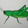 The grasshoppers are the insects led by hopper, and is the primary antagonistic group of disney/pixar's 1998 film a bug's life. Https Encrypted Tbn0 Gstatic Com Images Q Tbn And9gcssf3evknvcqcmznzsnsd Jgx4fubeokrhsirhsumnektesrcfs Usqp Cau