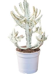 Image result for Euphorbia fortissima