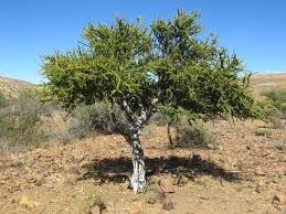 Image result for Boscia filipes