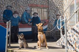 Wildwood is a wonderful city to explore with your canine. Dog Friendly Things To Do In North Norfolk A Weekend Away At Pack Holidays Beach Hut The Londog