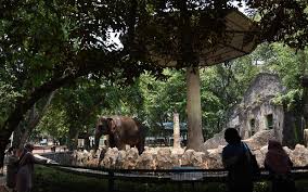 Di sana, terdapat kebun binatang tertua di dunia. Kebun Binatang Ragunan Buka Lagi Pengunjung Wajib Daftar Online