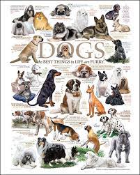 Dogs who are past their puppy years may be set in their ways—but that doesn't mean that training them is a lost cause. Dog Jigsaw Puzzles For Adults That Will Touch Your Heart Dog Quotes Dog Jigsaw Puzzles Dogs