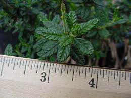 Image result for Nicolasia nitens