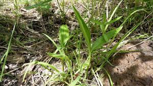 Image result for Siphonochilus
