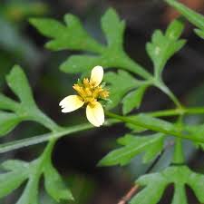 Image result for Bidens bipinnata
