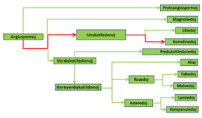 Image result for Megaloprotachne