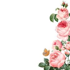Download Hand Drawn Pink Roses Frame On White Background Vector For Free Vector Free Floral Poster Rose Frame