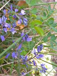 Image result for Polygala arenaria
