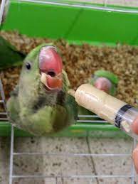 We specialise in hand raising beautiful pet birds for sale. Facebook