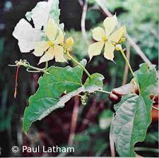 Image result for Cogniauxia