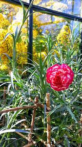 Image result for Chlorophytum gallabatense