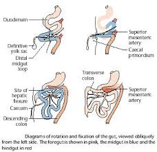 We did not find results for: Physiology Of Adult Homo Sapiens Digestive Apparatus