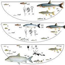Food Web Of Flathead Lake Emphasizing Three Of The Trophic Levels Download Scientific Diagram