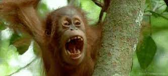 New Trending Gif On Giphy Orangutan Orange Animal Animal Gifs
