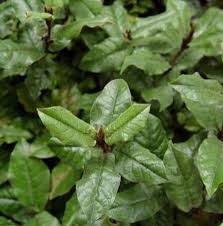 Image result for Trichocladus