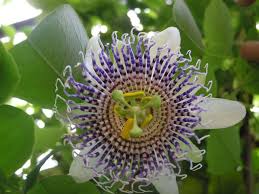 The passion flower vine (belonging to the passiflora genus) is a dramatic flowering vine that is primarily grown for its exotic flowers and fruit. Passiflora Actinia World Of Flowering Plants