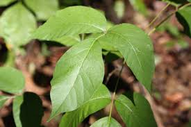 Jun 28, 2021 · the main vine does not have thorns. Poison Ivy Home Garden Information Center