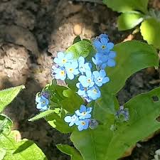 Finally! I have grown Forget-me-not flowers. Love these little beauties.  Western Australia.