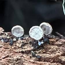 Image result for Porodisculus pendulus