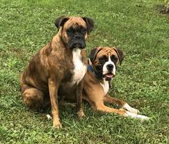 They are also active in promoting the white boxer as a good dog. Pa Boxers Reviews And Ratings Lancaster Pa Donate Volunteer Review Greatnonprofits