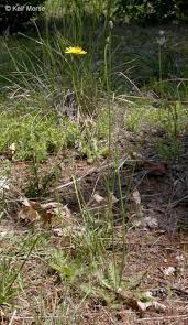 Image result for Hypochaeris radicata