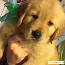 The golden retriever derives its 'retriever' name from its ability to retrieve shot game without any damage as a result of its soft mouth. Golden Retriever Puppies For Sale Houston Tx 155338
