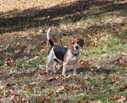 Check spelling or type a new query. Can You Really Train A Hound Pethelpful