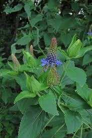 Image result for Pentas micrantha