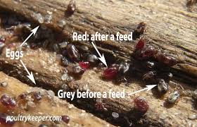 Image result for red mite