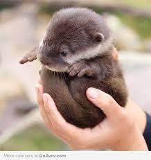 Otter Ball Baby Animals Cute Animals Animals