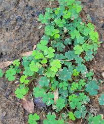 Image result for Oxalidaceae