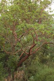 Image result for Andrachne