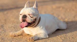 Any dog will sound an alarm to potential danger. White French Bulldog Facts And Tips For Puppy Buyers