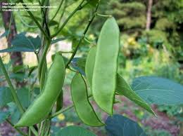 Image result for Phaseolus lunatus