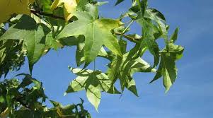Reaching heights of 70′ (21 m) when mature, sweet gum trees will have significant branching in symmetrical form. Sweetgum Trees Gumball Tree Types Leaves Identification Pictures