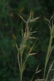 Image result for Hyparrhenia