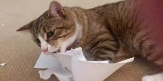Ingesting plastic may not only result in minor problems such as vomiting and diarrhea, but it can also cause a serious intestinal. Why Is My Cat Eating Cardboard And Paper Pet Care Advisors