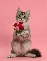 Catonthewall Adli Kullanicinin Cats Kittens Panosundaki Pin Sevimli Kedi Yavrulari Sevimli Hayvan Yavrulari Guzel Kediler
