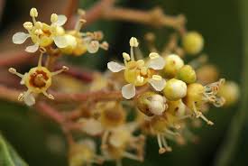 Image result for Heteropyxidaceae