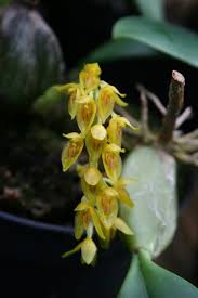 Image result for Bulbophyllum stolzii