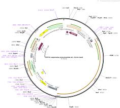 Legionella is a bacteria, which is a member of the family legionellaceae. Addgene Px379 Legionella Pneumophila Str Paris Cas9
