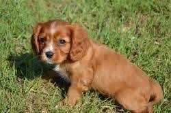Feel free to browse hundreds of active classified puppy for sale listings, from dog breeders in pa and the surrounding areas. King Charles Spaniel Puppies For Sale Pittsburgh Pa 101187