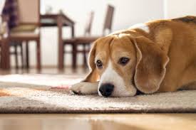Diese seite ist ein pinkeln in der wohnung kann darauf hindeuten, dass der hund sein revier markiert und damit ausdrücken wenn du deinen hund neu hast und er von anfang an in das eigene körbchen gepinkelt hat, ist. Hund Alleine Lassen Wie Viel Ist Ok Herz Fuer Tiere De